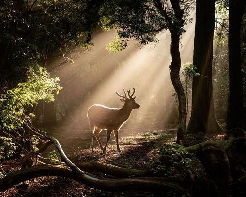 林深见鹿,探寻自然之美